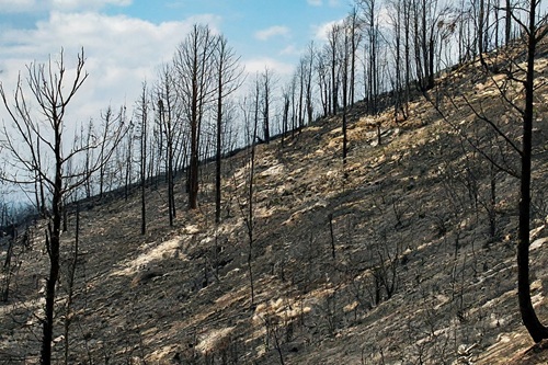 Hill Fire Damage